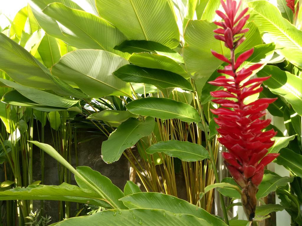 Villa Esa Ubud Exteriör bild